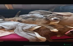 Mixed Breed dogs for sale: Stunning pup - Image 6