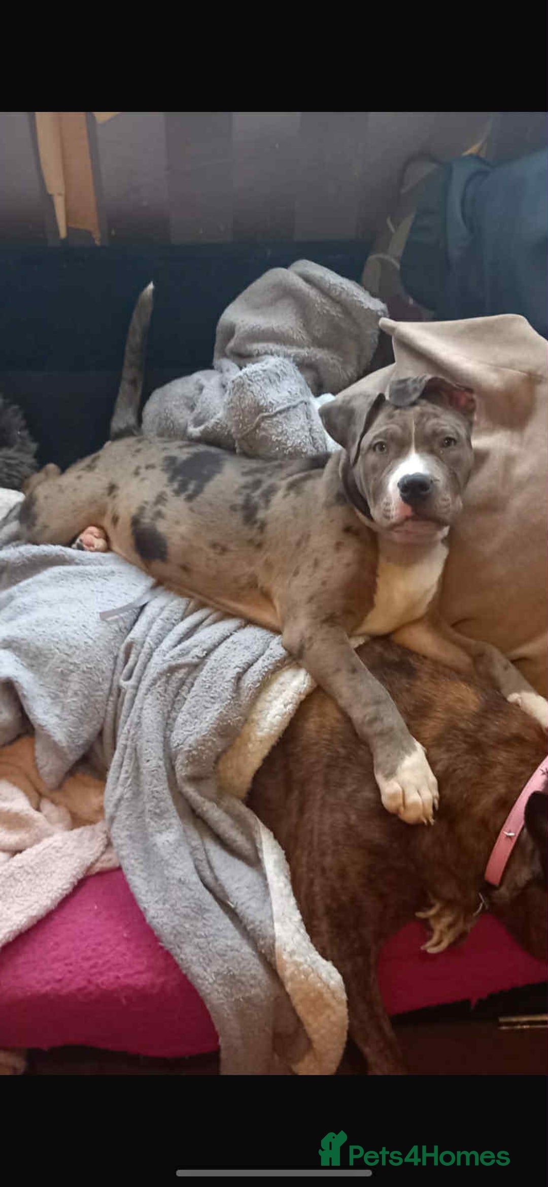 Mixed Breed dogs for sale: Stunning pup - Image 6