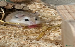 Hamster rodents for sale: 8–10 Week Old Female Roborovski Hamster with Setup - Image 3