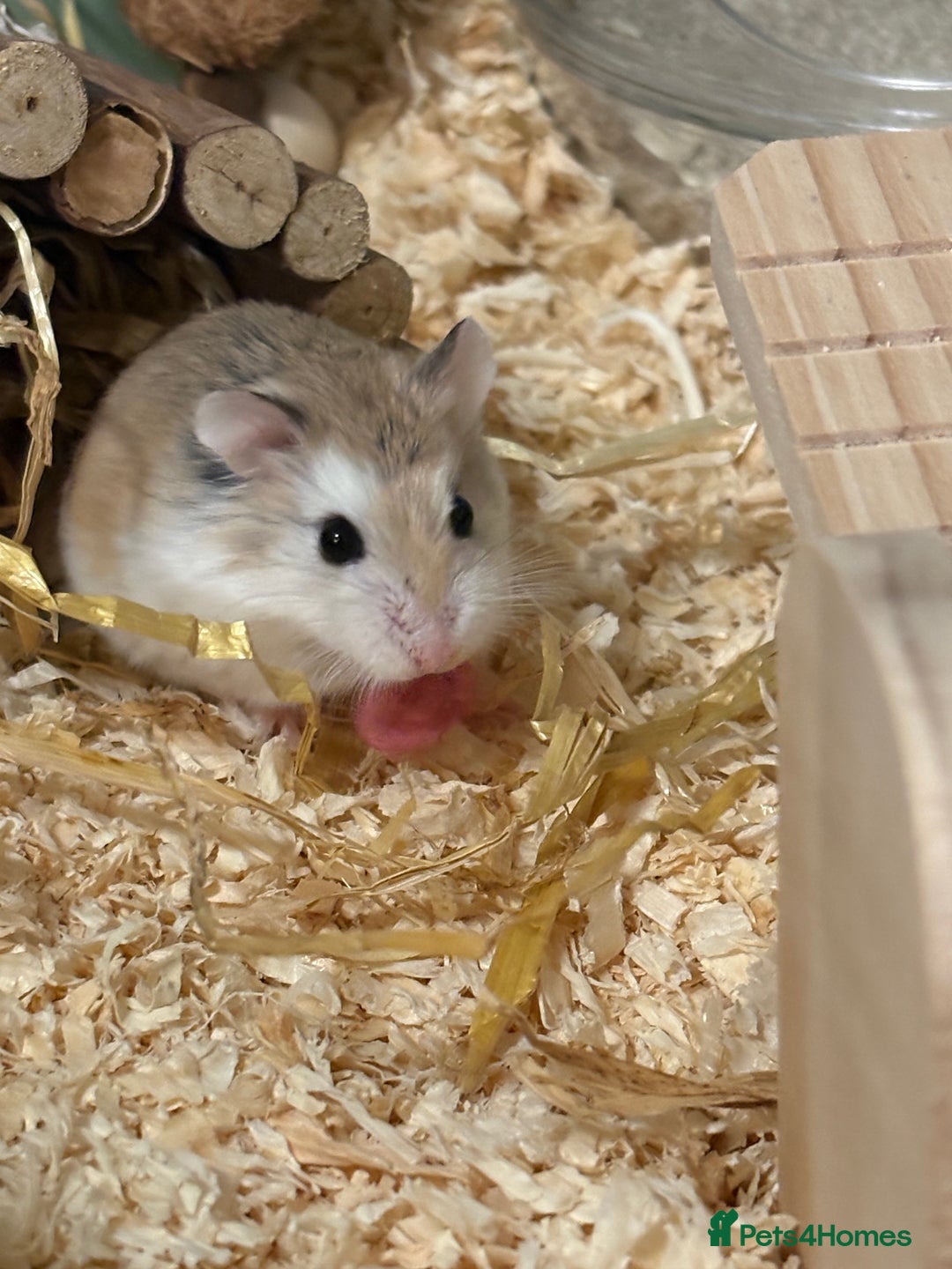Hamster rodents for sale: 8–10 Week Old Female Roborovski Hamster with Setup - Image 3