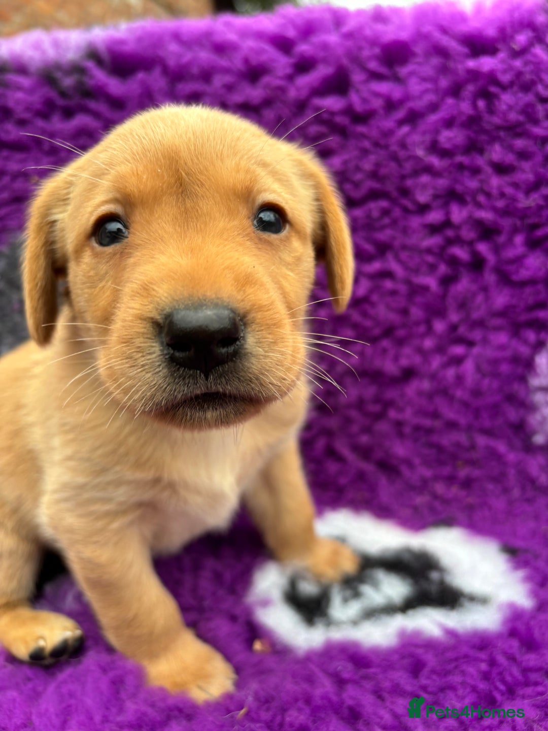 Labrador Retriever dogs for sale: Gorgeous lab pups for new homes💙🩷 - Image 6