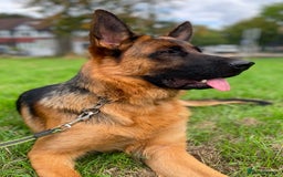 German Shepherd dogs for sale: A beautiful German import pup bitch  - Image 5