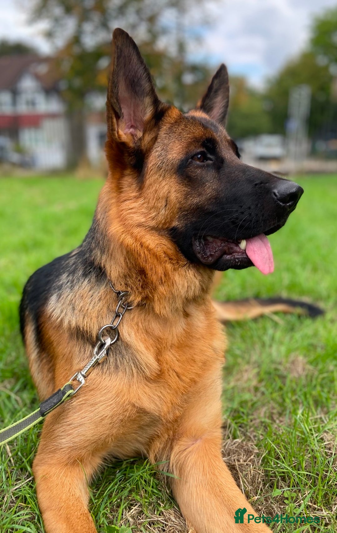 German Shepherd dogs for sale: A beautiful German import pup bitch  - Image 5