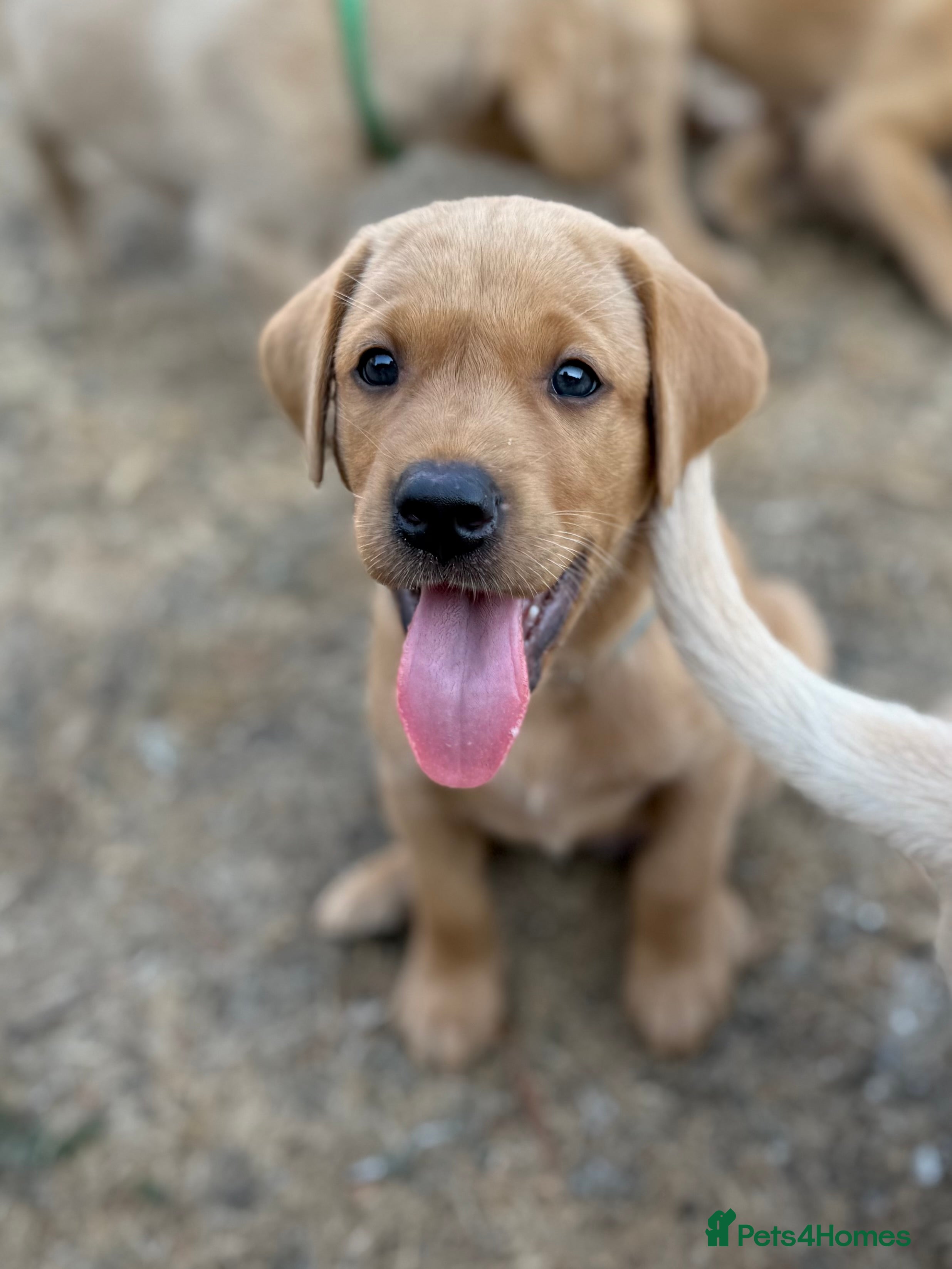 Labrador Retriever dogs KC Registered Working Labrador Puppies 🐾 - Advert 2