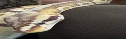 Python Snake reptiles for sale: Banana enchi 66% het pied Female ball python 🐍 - Advert 4