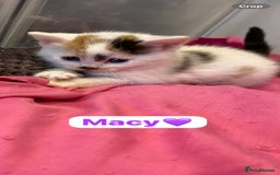 Mixed Breed cats for sale: 7 Beautiful Kittens 🩷💙 - Image 11