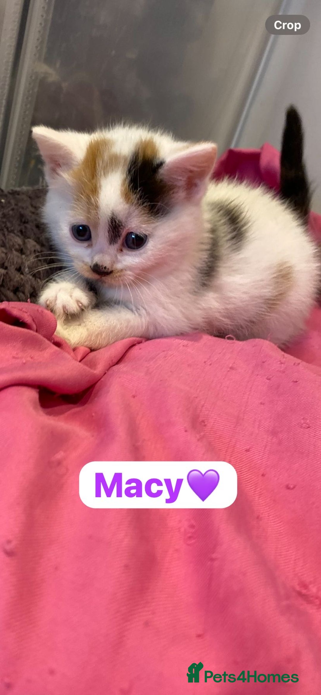 Mixed Breed cats for sale: 7 Beautiful Kittens 🩷💙 - Image 11