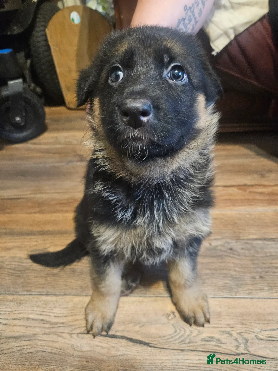 German Shepherd dogs for sale: German shepherd puppies - Advert 31