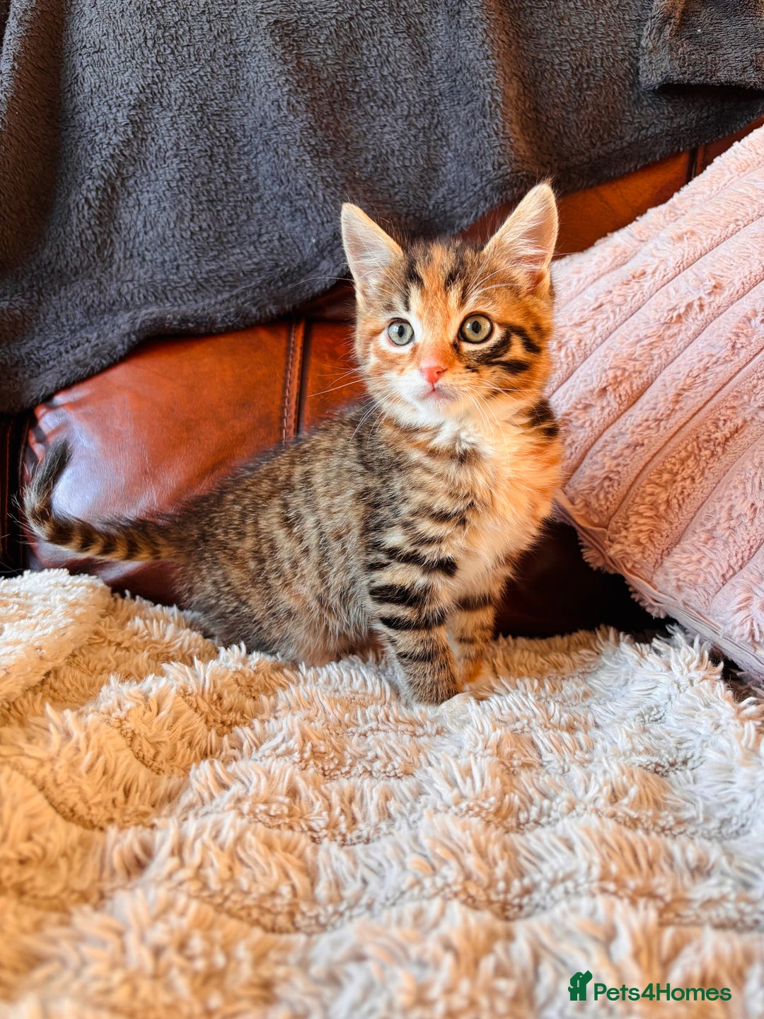 Bengal cats for sale: Mixed bengal male - Advert 4