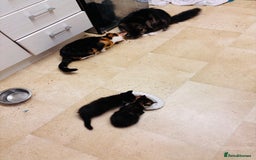 Maine Coon cats for sale: Maine coon x calico - Image 7