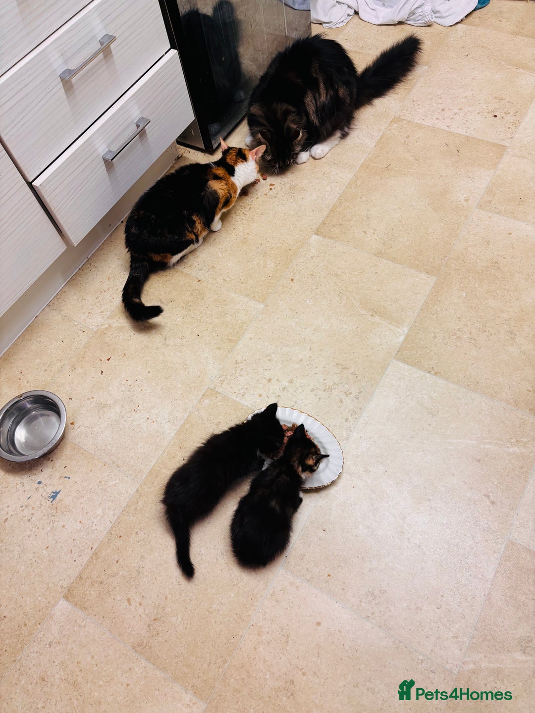 Maine Coon cats for sale: Maine coon x calico - Image 7