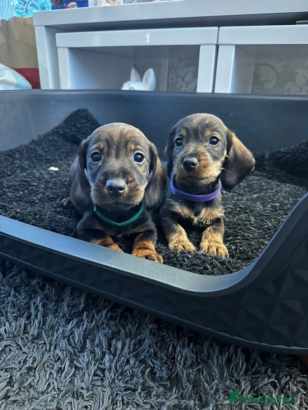 Dachshund dogs for sale: Wire haired daschund pups in Saltburn-by-the-Sea - Image 4