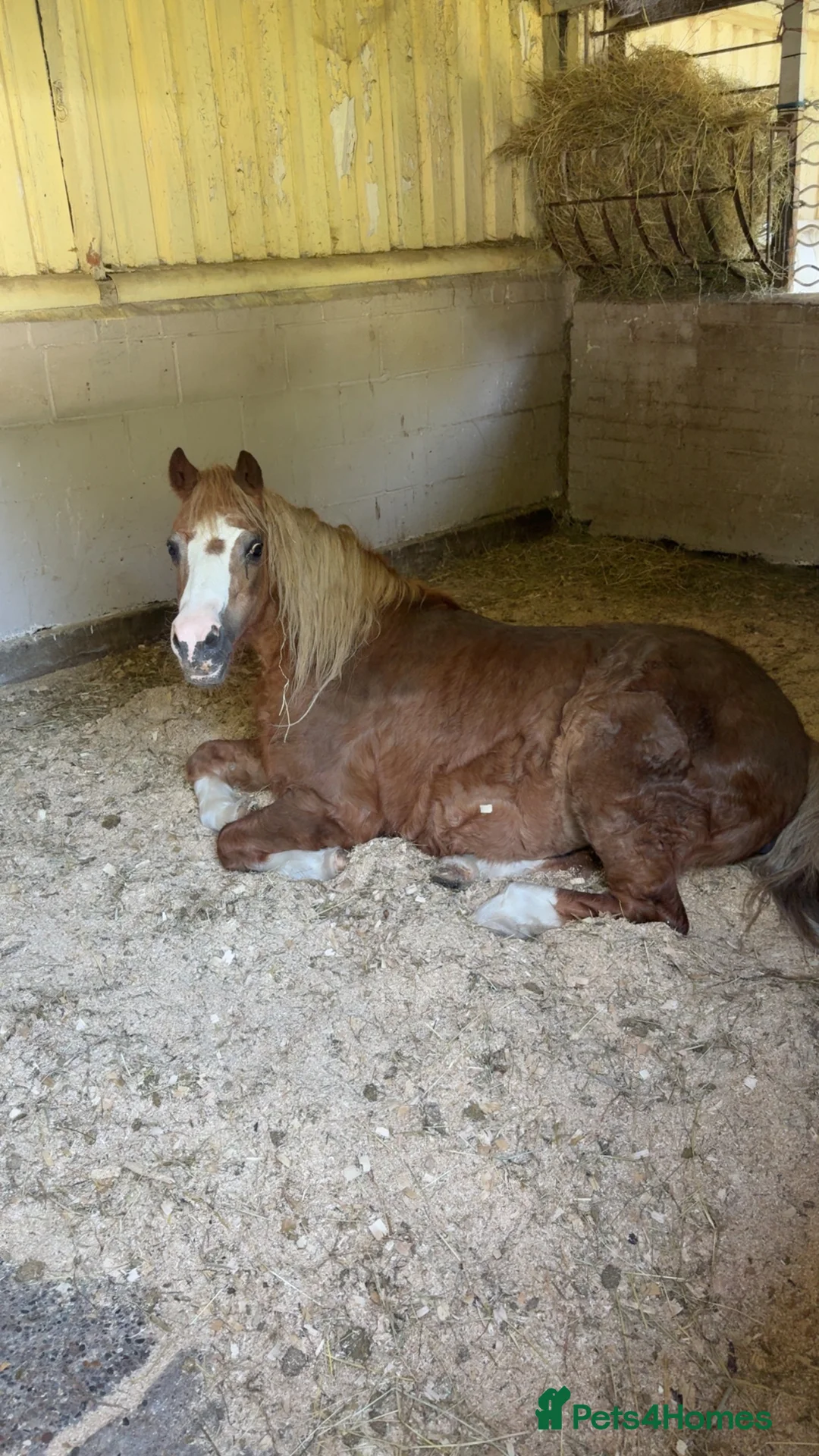 Gallery Image {{count}}