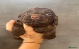 Cocker Spaniel dogs for sale: Beautiful litter of cocker spaniels for sale  - Image 4