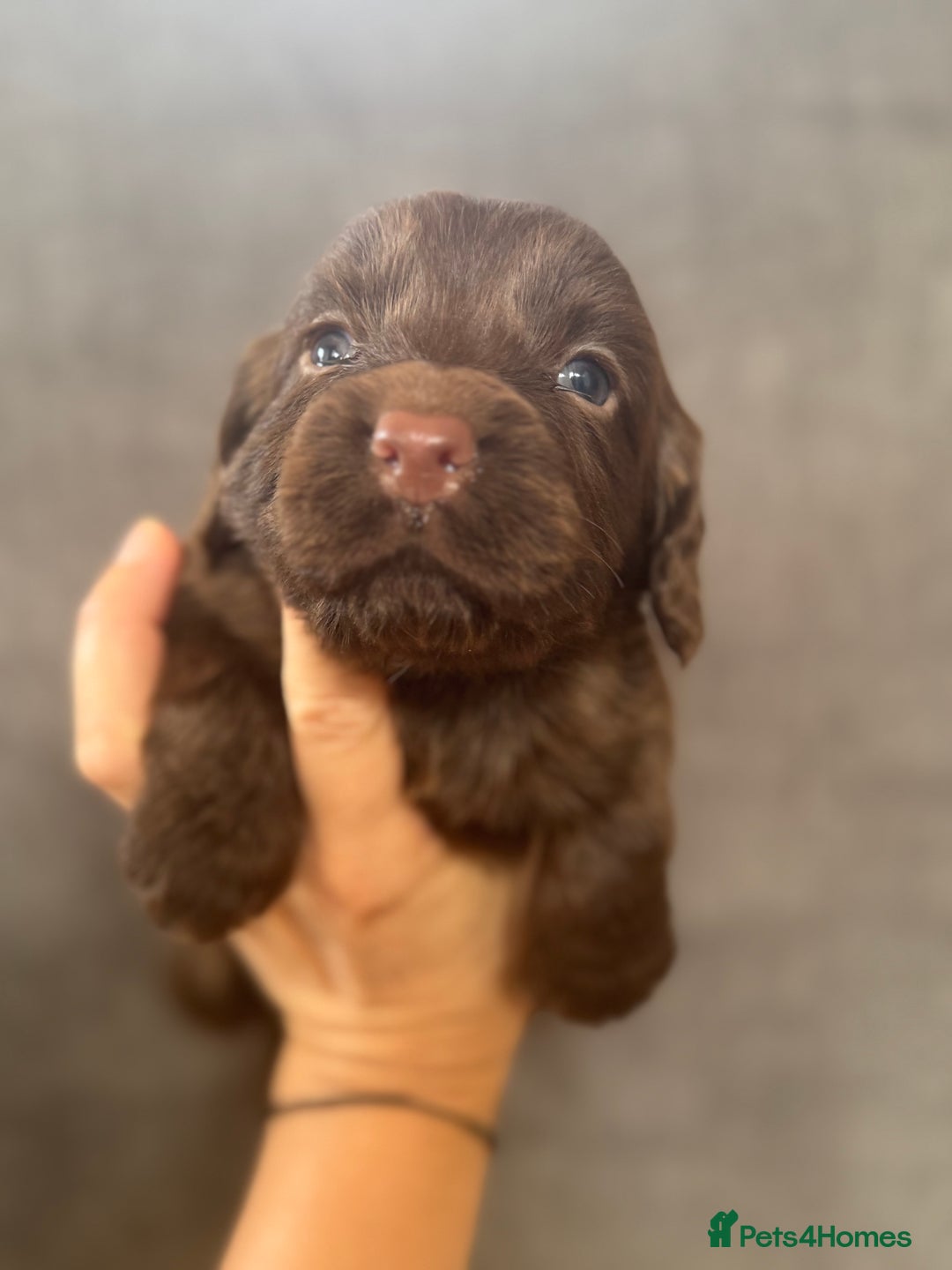 Cocker Spaniel dogs for sale: Beautiful litter of cocker spaniels for sale  - Image 4