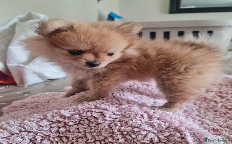 Pomeranian dogs - Advert 2