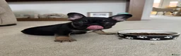 French Bulldog dogs for sale: Bert - KC registered French bulldog puppy - Advert 5