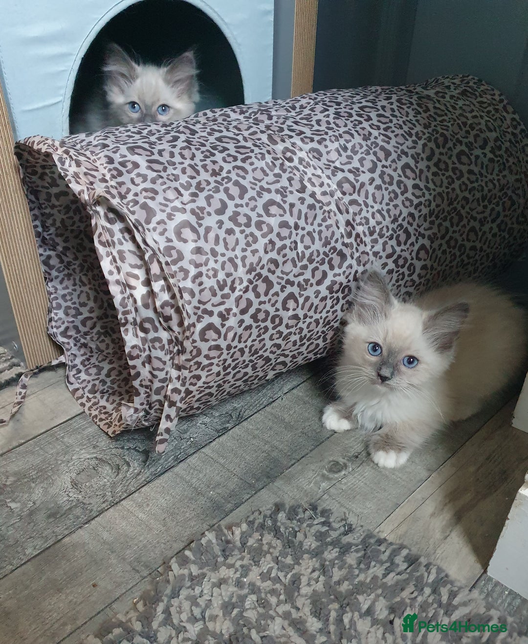Ragdoll cats for sale: Blue point and blue point mitted ragdolls  - Image 4
