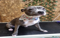 Staffordshire Bull Terrier dogs for sale: 🐶 KC Reg Staffordshire Bull Terrier Puppies 🐶 - Image 16