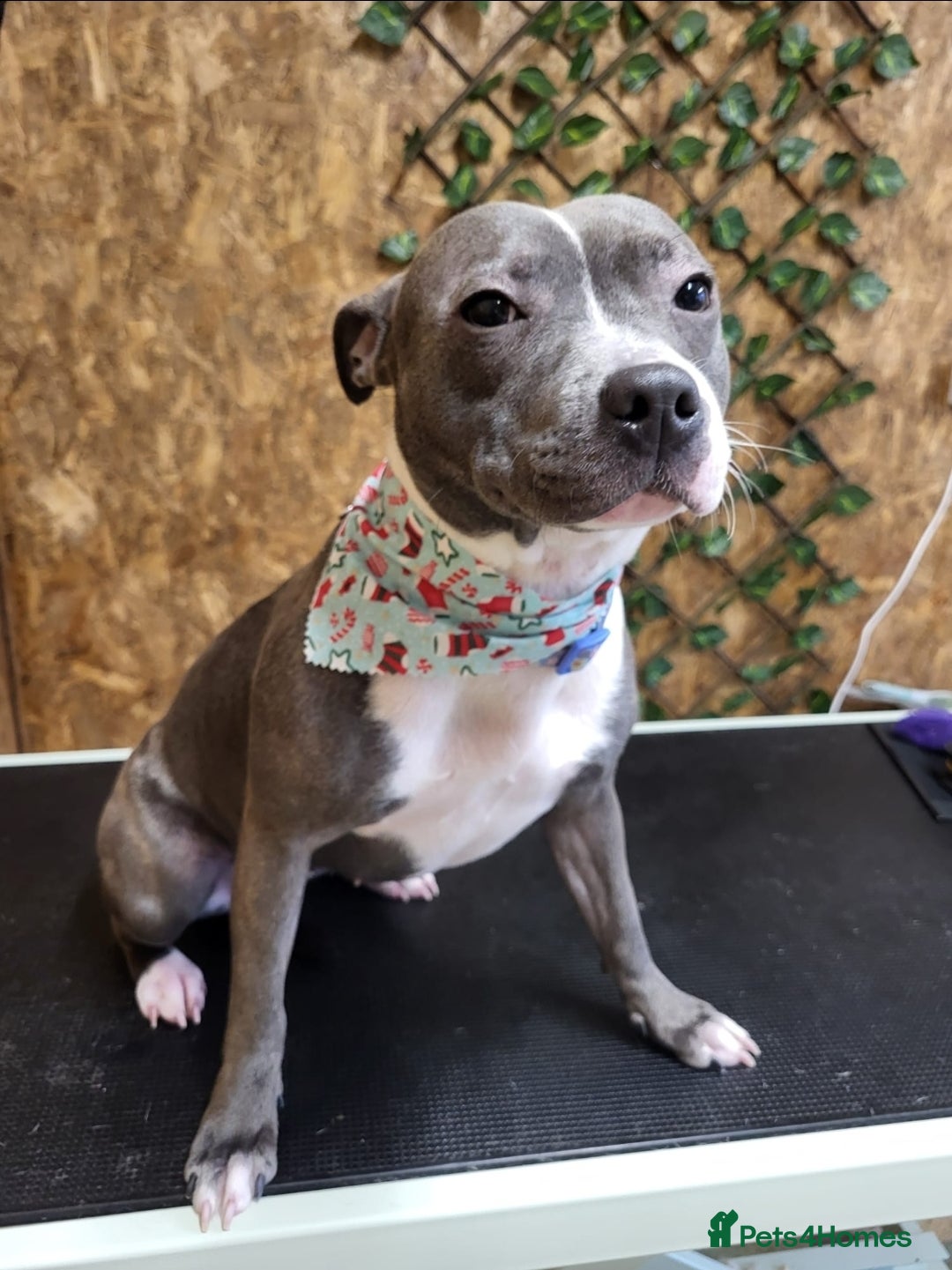 Staffordshire Bull Terrier dogs for sale: 🐶 KC Reg Staffordshire Bull Terrier Puppies 🐶 - Image 16