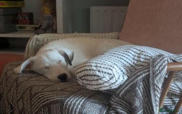 Mixed Breed dogs for adoption: Kira for adoption - Image 5