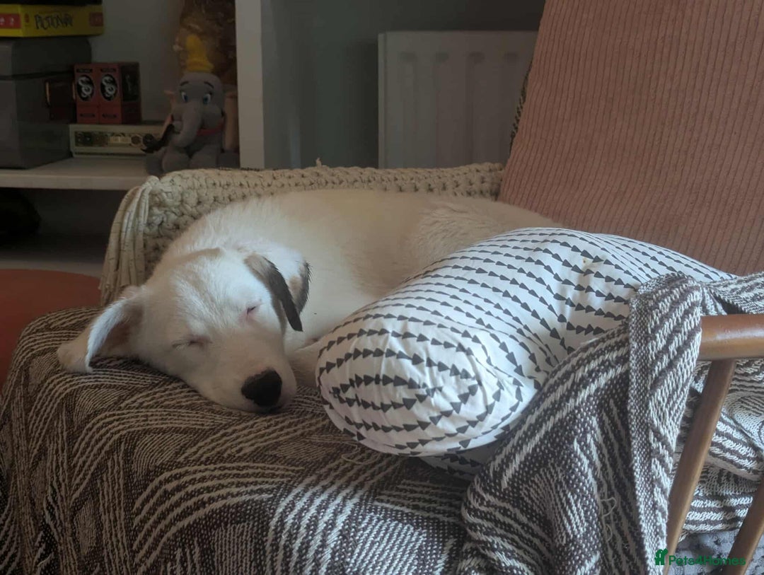 Mixed Breed dogs for adoption: Kira for adoption - Image 5