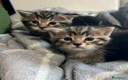 Mixed Breed cats for sale: Beautiful Fluffy Kittens - Advert 3