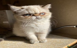 Exotic cats for sale: Outstanding Exotic Persian  - Image 1