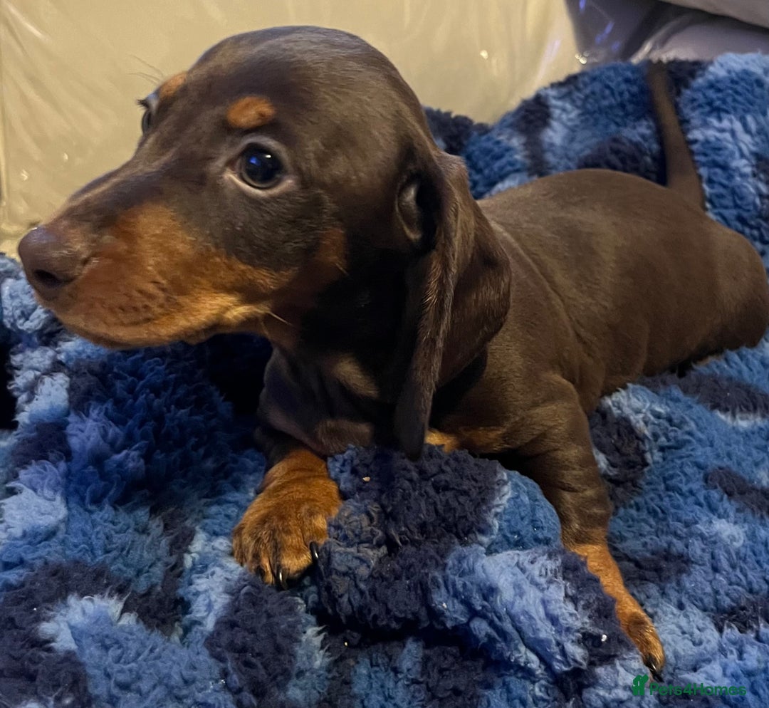 Dachshund dogs for sale: Stunning dachshund puppy  - Image 5