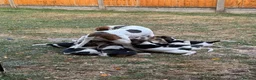 Beagle dogs for sale: 🐶Beagle Puppies 2 Girls for Sale🐶 - Advert 20
