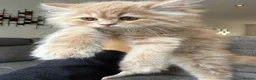 Mixed Breed cats for sale: Ragdoll x Persian Kittens (ONLY 4 left) in Dunstable - Advert 16