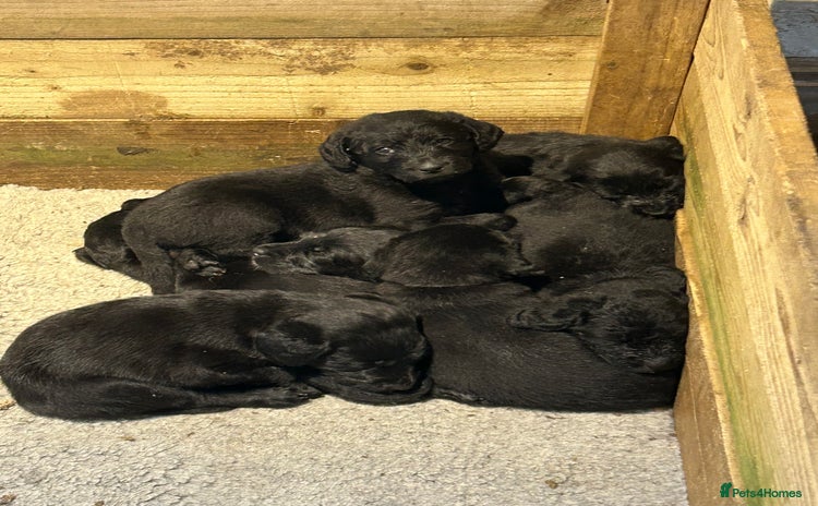 Labradoodle dogs - Advert 1