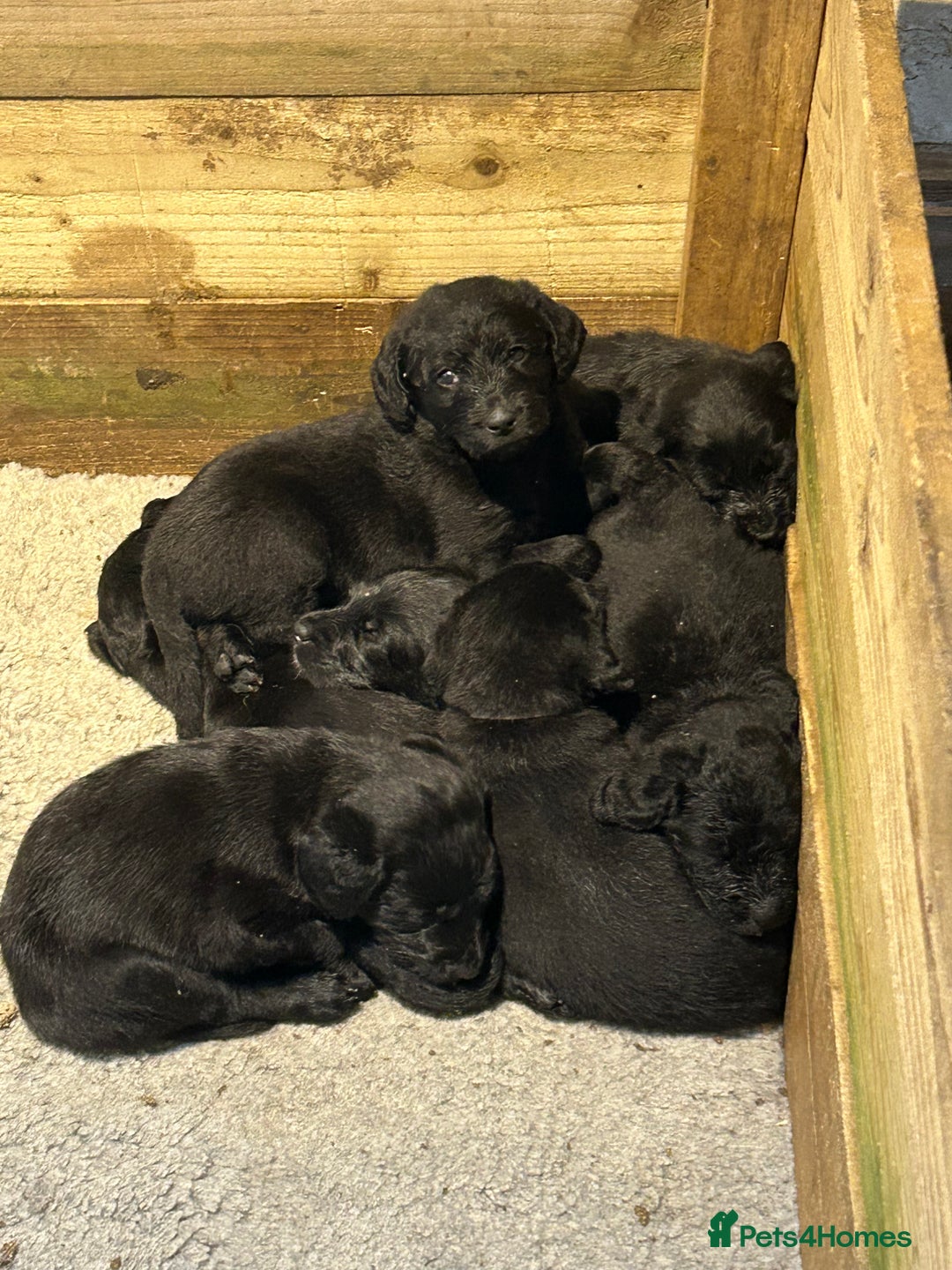Labradoodle dogs for sale: Fantastic F1 Labradoodles (black) - Image 1