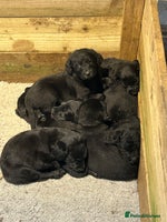 Labradoodle dogs - Advert 1