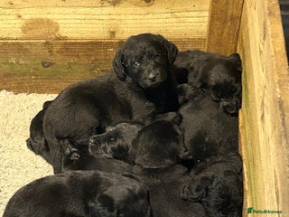 Labradoodle dogs - Advert 22