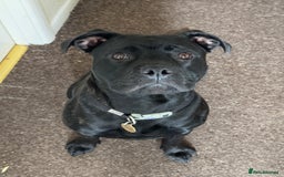 Staffordshire Bull Terrier dogs for sale: Beautiful & friendly Staffordshire Terrier Puppy  in Caerphilly - Image 2