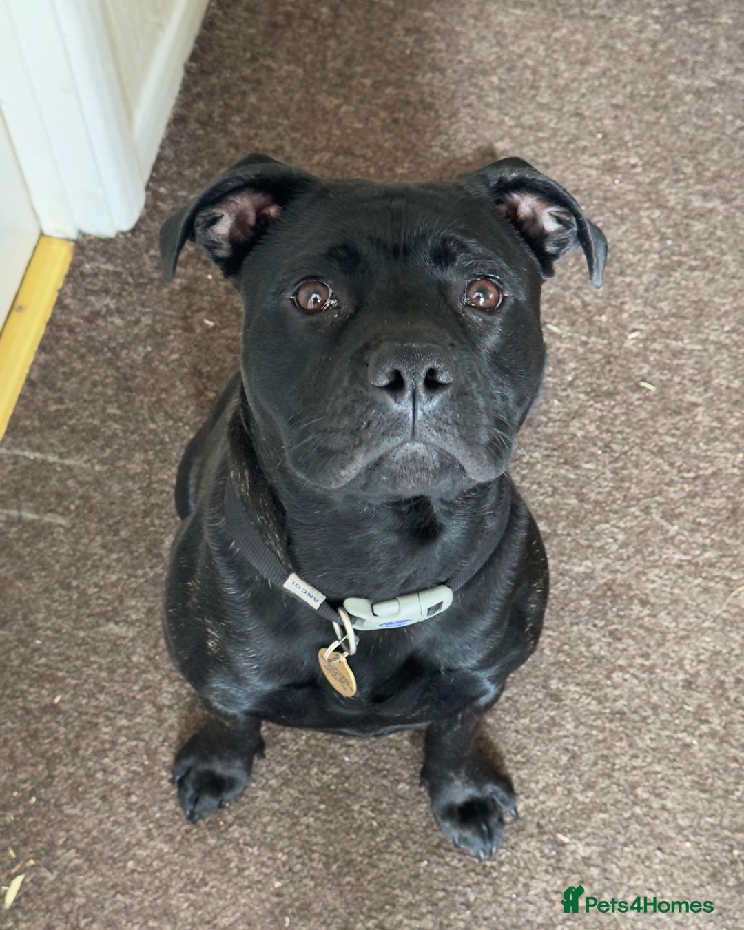 Staffordshire Bull Terrier dogs for sale: Beautiful & friendly Staffordshire Terrier Puppy  in Caerphilly - Image 2