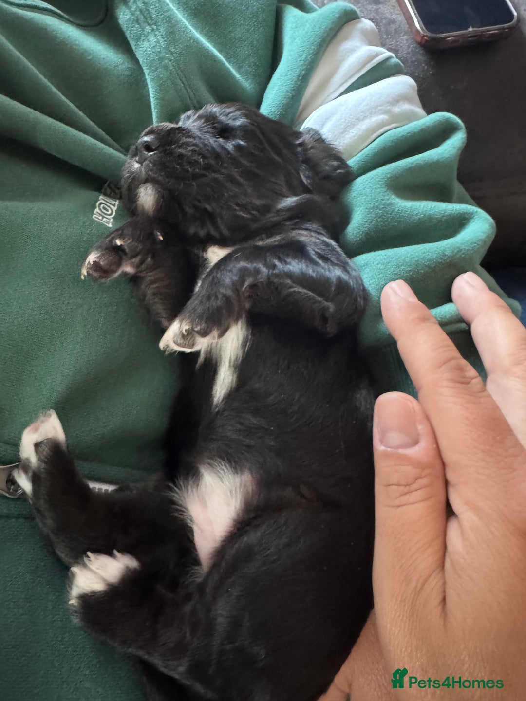 Sprocker dogs for sale: Stunning F1 sprocker puppies - Advert 5