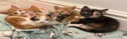 Aegean cats for sale: Aegean Kittens looking for forever home ❤️ in Hull - Advert 10