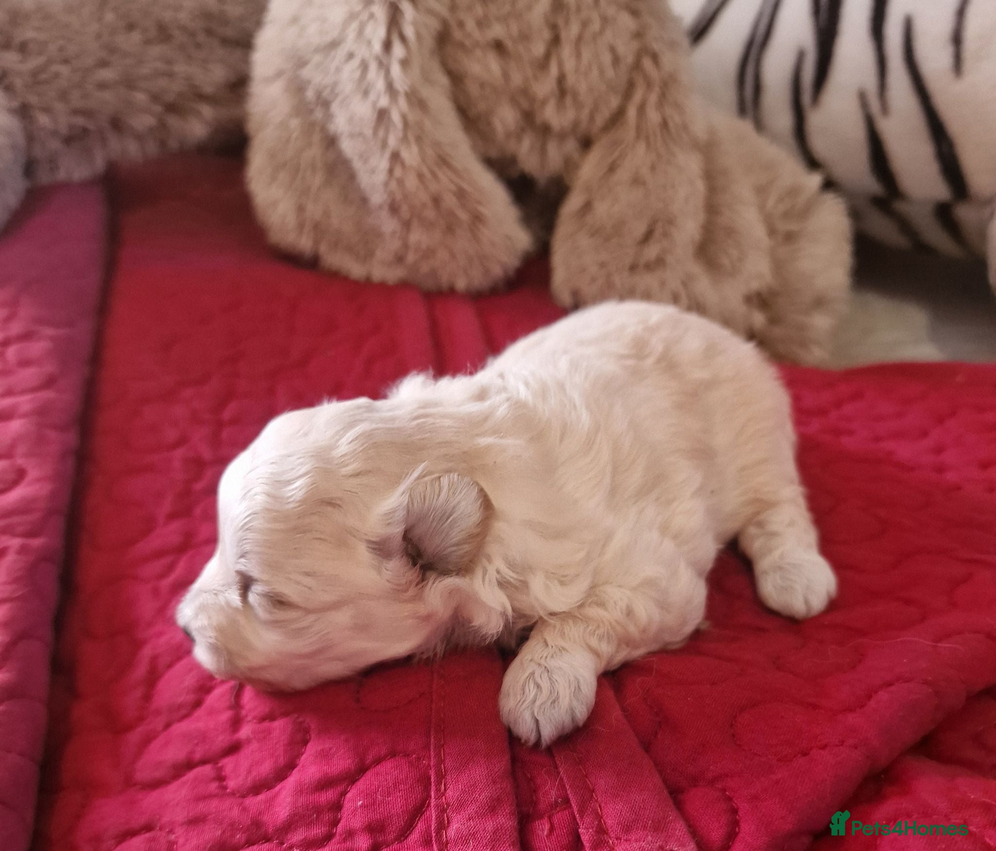 Pomapoo dogs ☆☆UNIQUE / VERY RARE ☆ 2 FEMALE MICRO BABY BEARS - Advert 2
