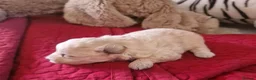 Pomapoo dogs for sale: ☆☆UNIQUE / VERY RARE ☆ 2 FEMALE MICRO BABY BEARS in Bristol - Advert 2