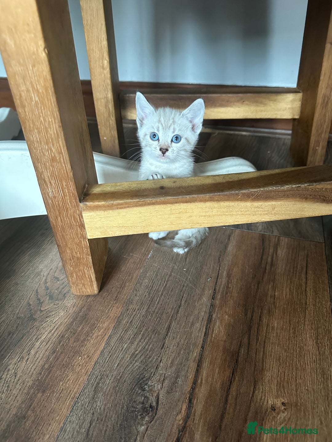 Bengal cats for sale: Stunning bengal/ragdoll kittens  - Image 12