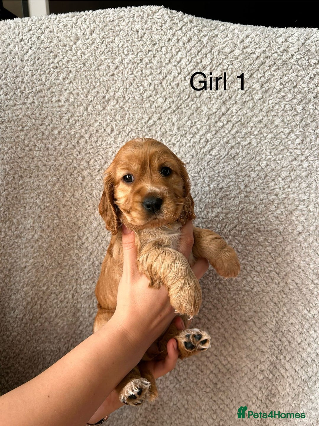 Cocker Spaniel dogs for sale: Golden English Show Cocker Spaniel puppies - Image 18