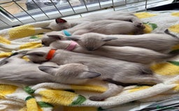 Siamese cats for sale: Siamese seal points  - Image 1