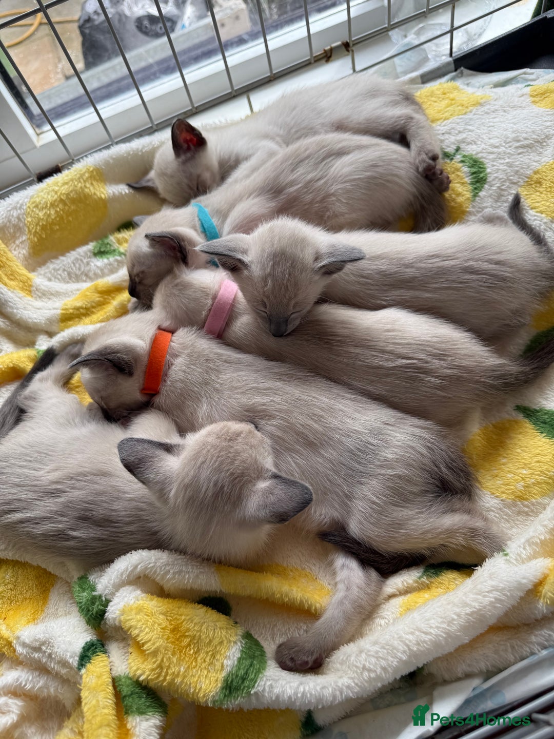 Siamese cats for sale: Siamese seal points  - Image 1