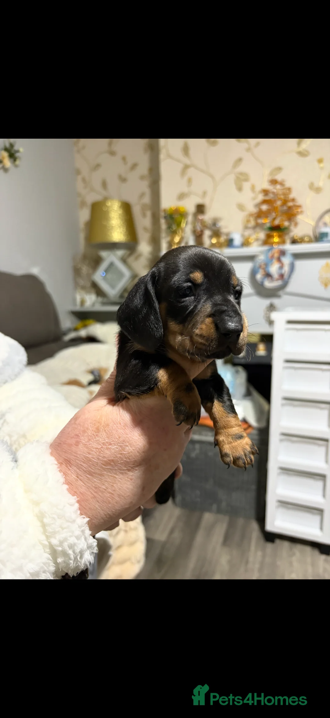 Miniature Dachshund dogs for sale: Beautiful miniature dash hounds pure black tans  - Advert 1