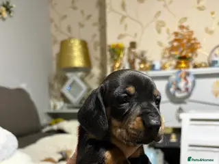Miniature Dachshund dogs Beautiful miniature dash hounds pure black tans - Advert 1