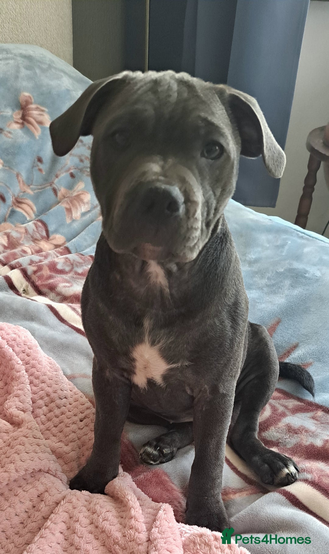 Staffordshire Bull Terrier dogs for sale: KC registration blue staffy , Champion blood line  - Image 9