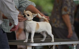 Chihuahua dogs for sale: *Parti Crufts Qualified Champion sired* in Cambridge - Image 4
