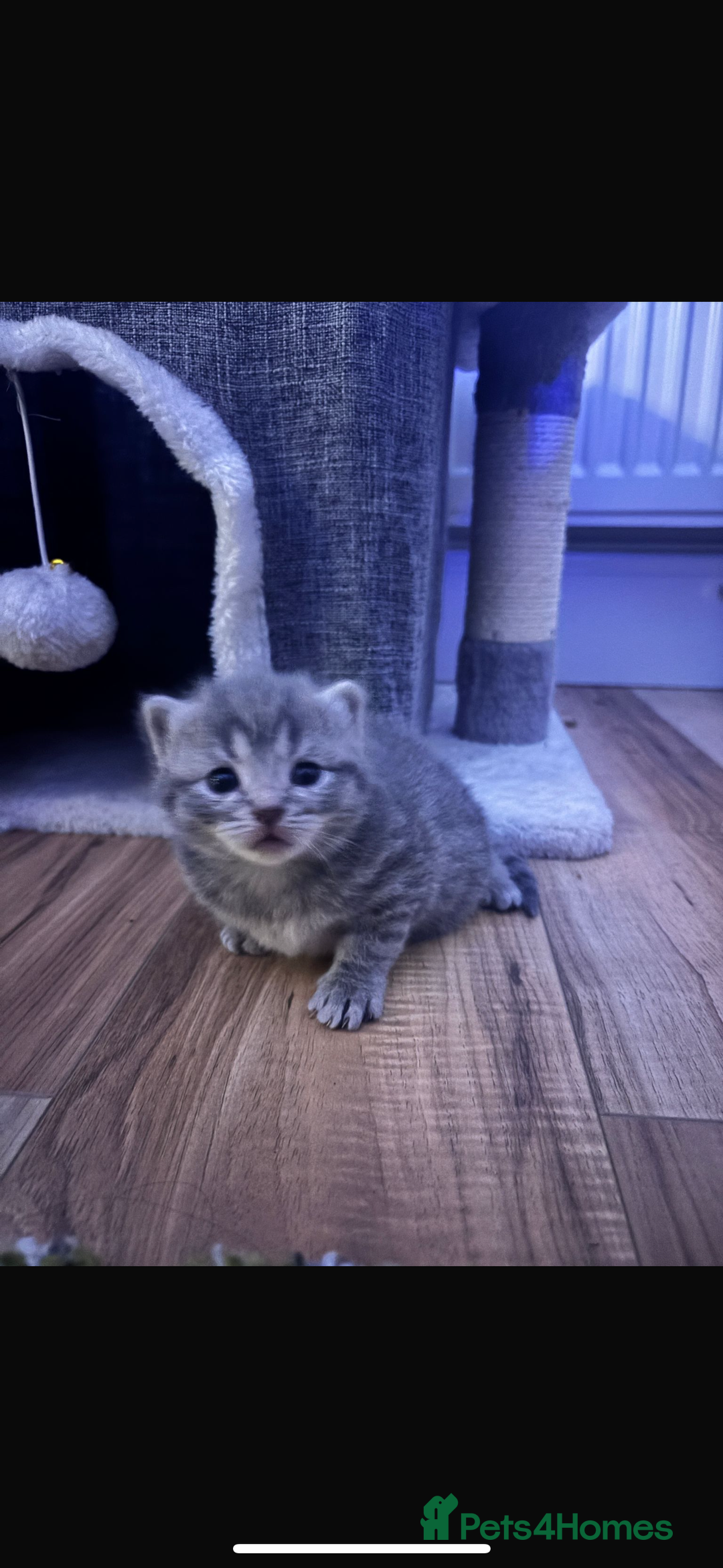 British Shorthair cats for sale: Beautiful British short hair kittens.  - Advert 2